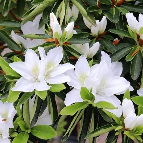 100pcs White Azalea Flower Seeds
