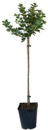 Hinnonmäki rot kräftiger Stachelbeere Hochstamm ca. 90 cm Stamm im 3-5 Liter Topf 130-150 cm groß