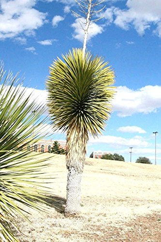 Seeds 15 Seeds Yucca thompsonian Exotic Succulent Rare Cactus Seeds Aloe Agave Garden