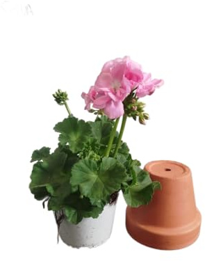 Geranio Rosa Natural DECOALIVE – Planta Viva en Maceta – Floración Abundante y Aroma Delicado