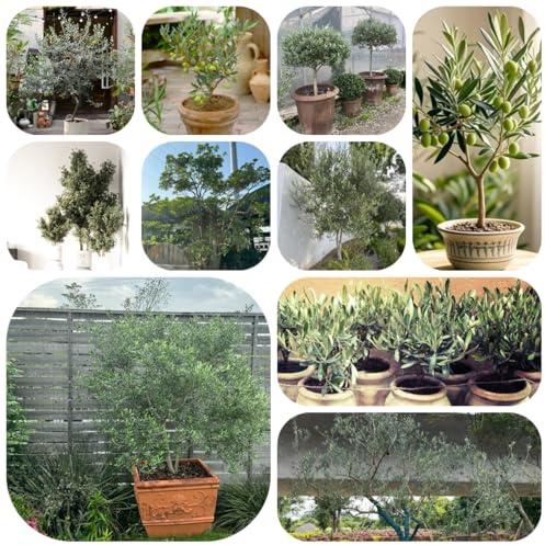 Olivo resistente - semillas plantas de exterior - Plantas raras - comprar árboles semillas de bonsái olivo en macetas en macetas resistentes tallo resistente balcón jardín maceta 12pcs