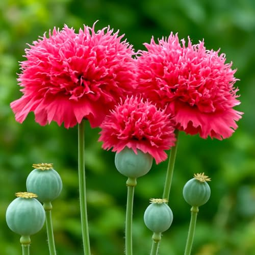 Roter Mohn Crimson Feathers – 100 Samen