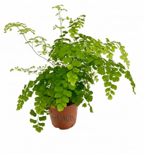 VANDAS Adiantum Fragrans – Felce Ornamentale da Interno | Fronde Delicate & Ama l’Ombra | Made in Italy