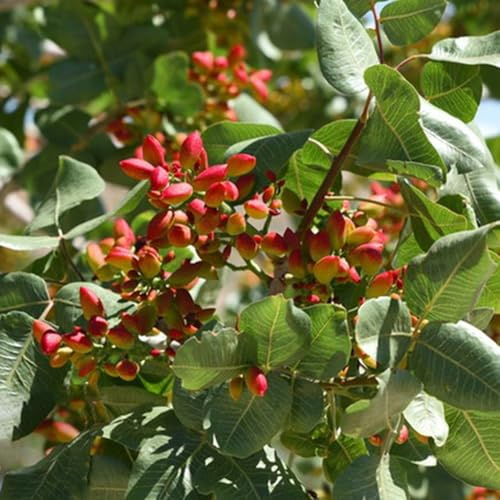 Semi di pistacchio da re, perenni resistenti di pistacchio vera, resistenti per il giardino 20pcs