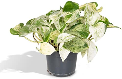 Epipremnum Happy Leaf Scindapsus - h15cm, Ø12cm - plante d'intérieur tombante