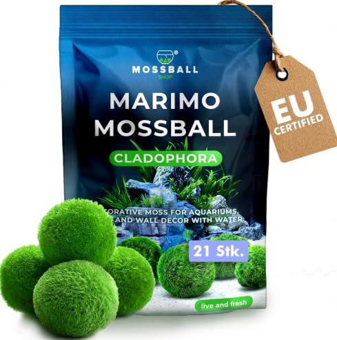 Marimo Boules de Mousse Naturelles – Cladophora vivantes pour Aquarium, Vase, Décoration Zen, Terrarium – Lot de 21 Boules Vertes – Plantes Aquatiques Japonaises