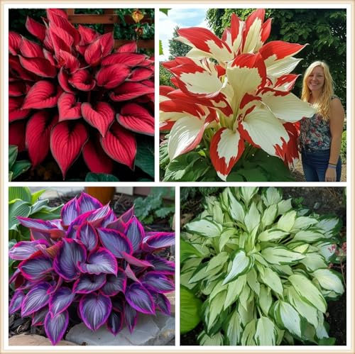 Perennial, Wedding Flowers, Bulbs Mix, Hosta Bulbs Live, Easy Plant, Ornamental Flowers, Hosta Plants for Sale,-4bulbs-i