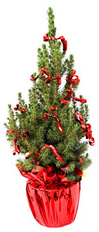 Zuckerhutfichte Picea glauca Conica 40-50 cm Topf geschmückt winterhart | Festlich dekoriert, im Topf gewachsen, kompakter Wuchs, winterhart, immergruen, ideal als lebendiger Weihnachtsbaum