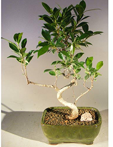 Ficus Retusa Bonsai Tree - Small Curved Trunk Style