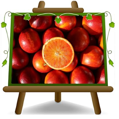 EURO PLANTS VIVAI Agrumes - Orange Tarocco, Plante Fruitière en grand pot 35 cm, Hauteur 170-180 cm