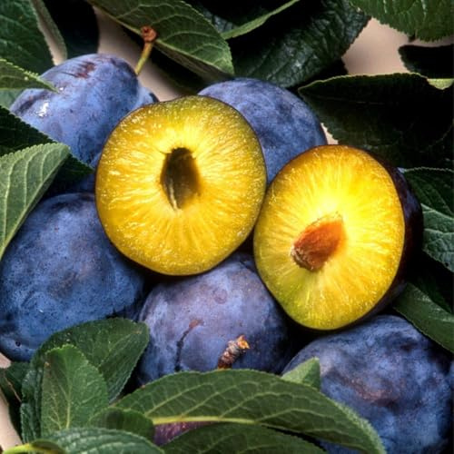 Pflaumenbaum President Obstbaum 80-140 cm, Aromatische Süße Früchte, Winterharter, Wurzelnackte Obstbaume, Pflaume, Prunus domestica, Mehrjährig, Ideal für Garten & Obstwiese