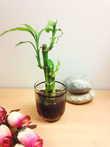 Easy Plants Arranged Lucky Bamboo in a Black Lined Glass Vase with Black Gravel