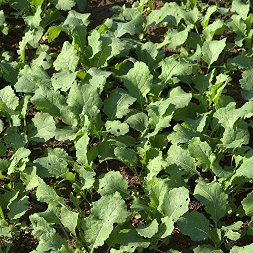 Futterraps 25 kg Winter Eiweißfutter Ertragreich Bodenauflockernd Anti-Unkraut