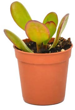 Crassula Ovata en Maceta Pequeña 5cm Árbol de Jade Natural