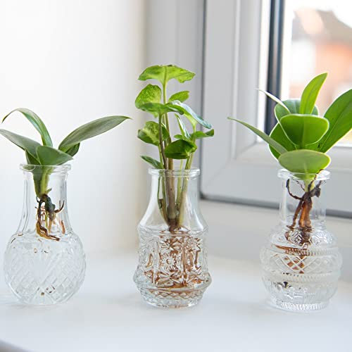 Houseplants Hydroponic Collection Evergreen Tender Perennial Low Maintenance Easy to Grow Your Own Indoor House Plants 1x 3 Hydroponic Cuttings in Berlin Glass Vases by Thompson and Morgan