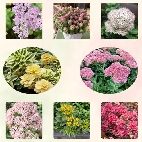 semillas de sedum - perennes resistentes jardín orgánicas balcón 55pcs