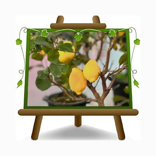Cítricos Naranja Vainilla Planta frutal Jarrón 20 cm Altura 80/90 cm