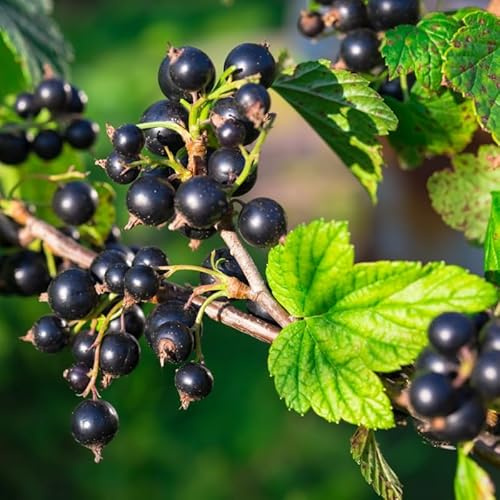 Black Currant Bush Live Plant, Black Currant Plant Live for Planting Sweet Current Shrub 1 Year Old, Currant Berries