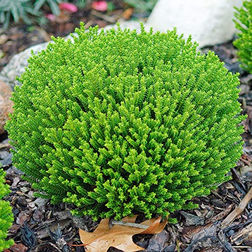Hebe 'Emerald Green' Immergrüner Zwergpflanzen-Gartenstrauch | 9cm Topf