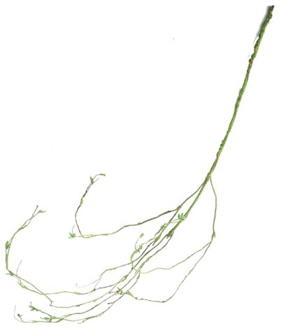 VILLFUL Künstliche Reptilienrebe für Terrarien Flexibles Kletterspielzeug aus Langlebigem Material Dekoration für Reptilienbecken Realistisch und Pflegeleicht