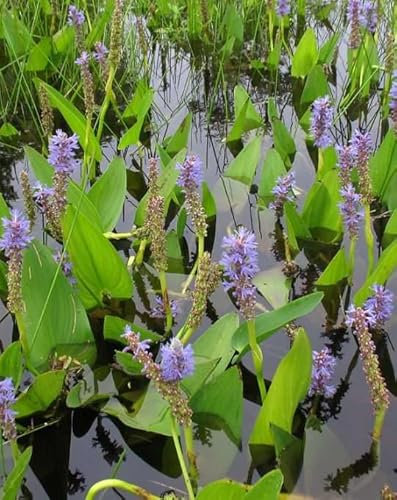 Lincolnshire Pond Plants Ltd - Marginal Aquatic Pond Plant - (Pontederia Cordata) - 1Ltr