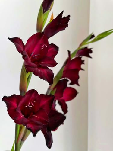 Gladiolus Bulbs/Mix Golden Jade Carving Feels/Beautiful Now Mixed Garden/Crop for Planting Now UK/Strong Plants That Grow Well