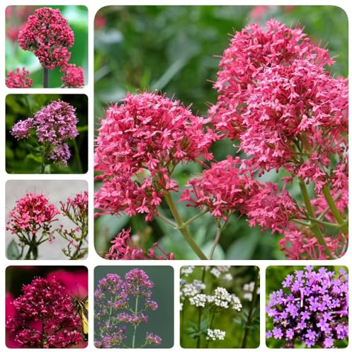 Semi di valeriana - da balcone resistenti Valeriana officinalis - resistenti esotiche giardino rare prodotti sostenibili 150pcs