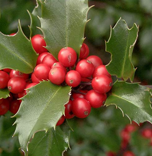 Fruchtende Stechpalme Ilex Blue Princess 30-40cm - ilex meserveae - lebende Gartenpflanze aus den Baumschulen