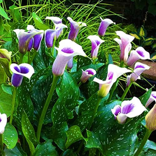 Calla Lily Bulbs-Calla Lily Bulbs for Planting Now UK,Plant Bulbs,Wedding Flowers,Garden Flowers,Hardy Perennial-6bulbs-b