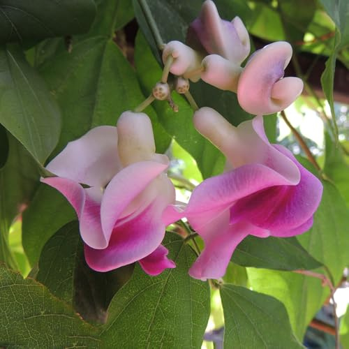 semillas de frijol caracol, jardín de rocas resistentes trepadoras perennes 80pcs
