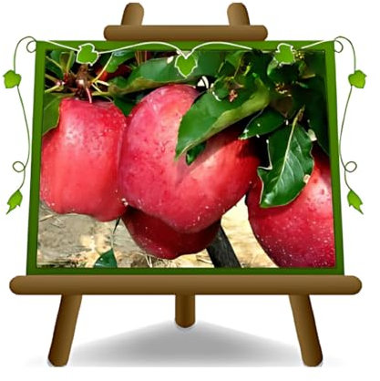 EURO PLANTS VIVAI Melo Red Chief - Pianta da Frutto Antico su Vaso da 20 - Max 170 cm - 2 Anni