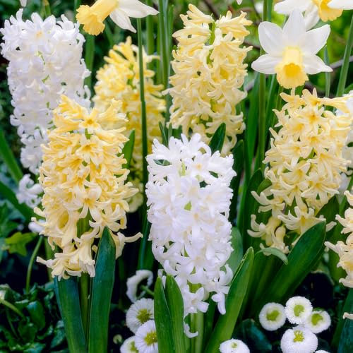 FLORIUM Collection jacinthes jaunes et blanches (15 bulbes), mélange parfumé vivace, 3 variétés/couleurs, bulbes de fleurs hollandais rustiques pour le jardin, la terrasse apportent un parfum (pas de