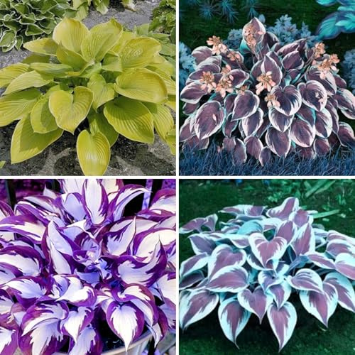 Garten-Funkien Rhizomes Hardy - Easy Care Hosta to Buy 4 Hosta Tuber A