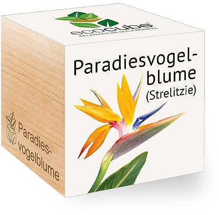 Ecocube Paradiesvogelblume, Nachhaltige Geschenkidee (100% Eco Friendly), Grow Your Own/Anzuchtset, Pflanzen Im Holzwürfel, Made in Austria