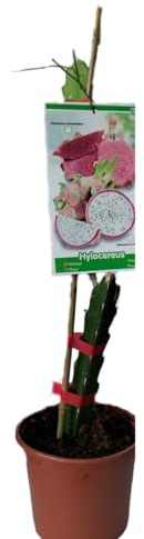 Esqueje de Pitaya, Fruta del Dragón, Pitahaya de Viveros la Berrocosa Alt Aprox. 40cm. (2, Blanca (Hylocereus Undatus))