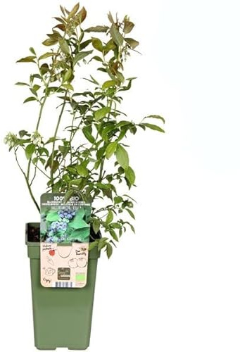 Arándano para Huerto Urbano Planta Natural de Terraza y Jardín Frutos del Bosque Azules