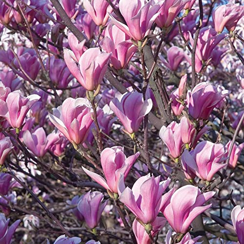 Magnolia giapponese Magnolia soulangeana in vaso Ø18 h 70/90 cm, pianta ornamentale pronta all’impianto, fioritura primaverile. Vivaio di Castelletto