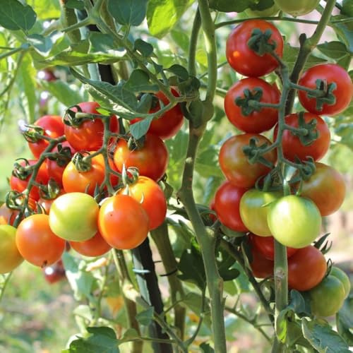 Rote Murmel Bio-Tomatensamen