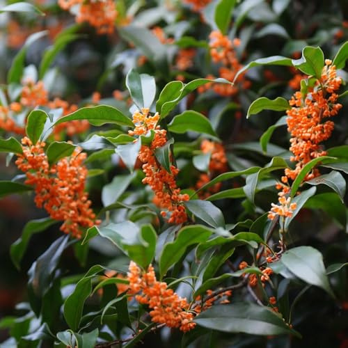 Osmanthus Fragrans - Semi, di osmanto, giardino semi e siepi e arbusti da esterno fioriti resistenti vecchie varietà esotiche 200pcs