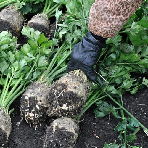 semillas de apio - balcón resistentes Jardín interior invernadero elevado 400pcs