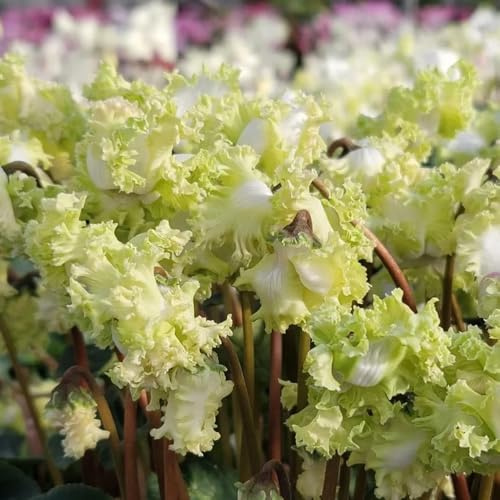 semi ciclamino decorazione reale riverdimento tetti selvatici balcone serrature balcone giardino primavera estate 180pcs
