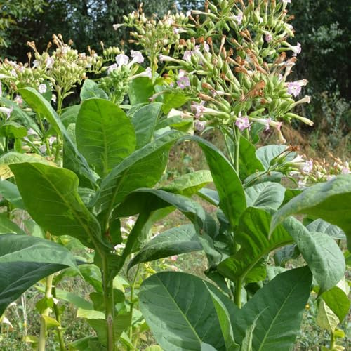 Tabaksamen, Tabakpflanze, bodendecker winterhart Nicotiana tabacum - Tabak, wildkräuter balkonpflanzen blumenwiese kräutergarten balkon 250Samen