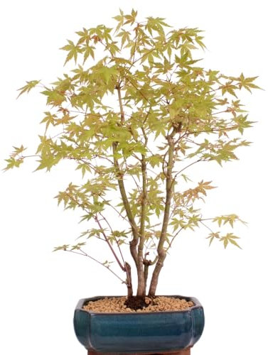 Bonsai - A. palmatum 'Yamamomiji', Japanischer Fächerahorn, Wald 204/91
