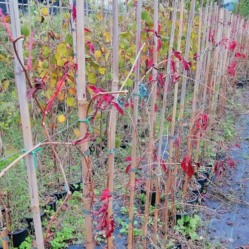 Vite Canadese, 10 piante, altezza 100/120 cm, vaso Ø16, Vite americana, Parthenocissus quinquefolia