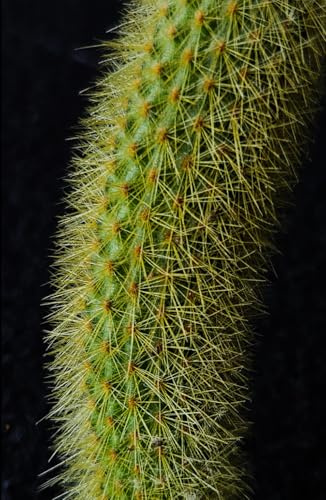 Monkey Tail Cactus A5 Hardback Glossy Lined Notebook: Cactus Journal, Gift for Plant Lover, House Plant Stocking Filler