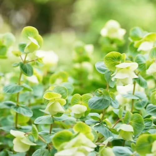 semillas de orégano Cocina de jardín, decoración orégano balcón, interior cobertura del suelo 100pcs