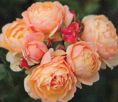 Beetrose Creme Brülee ® - apricot-orange - Tantau Rose - Duft ++ - Floribundarose