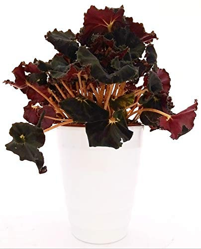 POWERS TO FLOWERS - BEGONIA REX NERA, JUNGLE BLACK IN VASO CERAMICA BIANCO ALTO, VASO 14CM, pianta vera