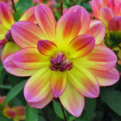 Votaniki Pacific Ocean Dahlia Roots- Beautiful Flowering Dahlia Bulbs - Long Period Blooming Dahlia Roots - Easy to Grow (1 Pack)