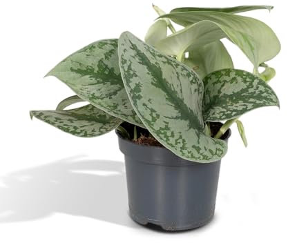 La Green Touch - Pothos Scindapsus Pictus Epipremnum h15cm - Plante d'intérieur - Pot 12cm, Hauteur 15 cm